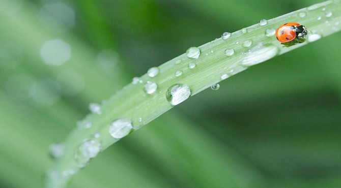 L'eau, une ressource vitale pour la vie des plantes