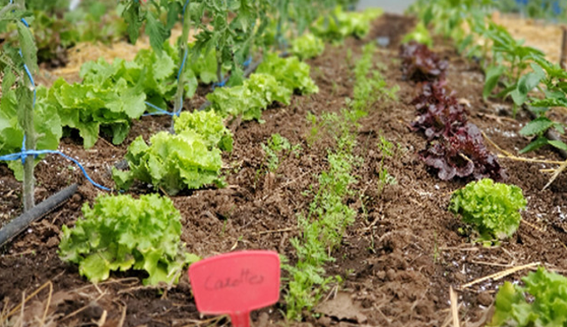 Accompagnons notre potager au lieu de le contrôler!